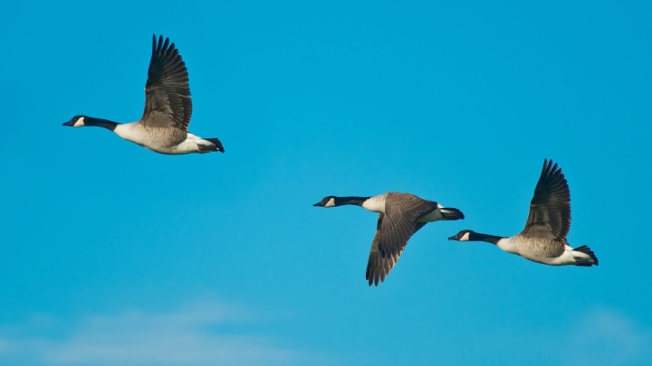 GRIPPE AVIAIRE| PROTÉGEZ VOS OISEAUX