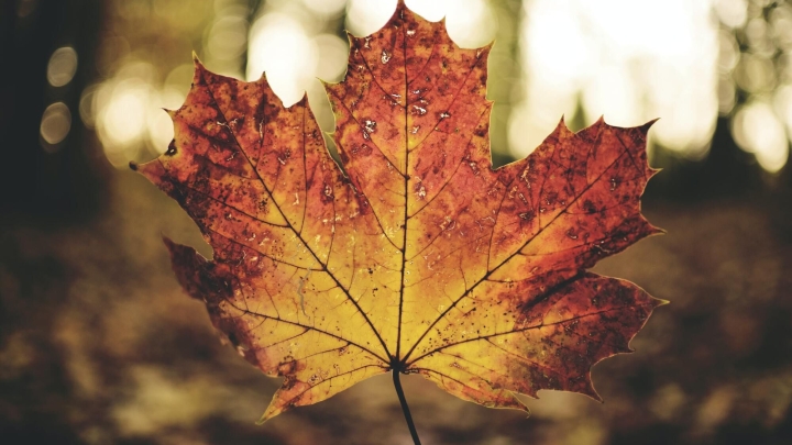 Cueillette de feuilles mortes - 9 novembre 2020