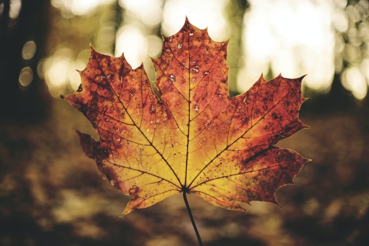 Cueillette de feuilles mortes - 9 novembre 2020
